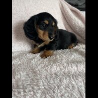 Dachshund (Standard &amp; Miniature) - Both