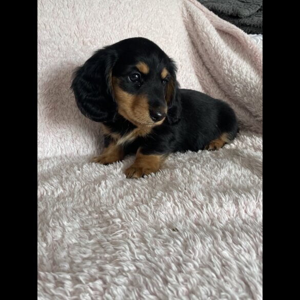 Dachshund (Standard &amp; Miniature) - Both