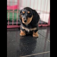 Dachshund (Standard &amp; Miniature) - Both