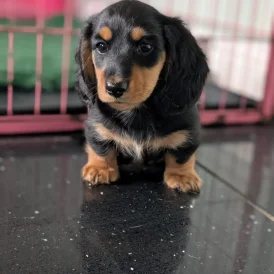 Dachshund (Standard &amp; Miniature) - Both