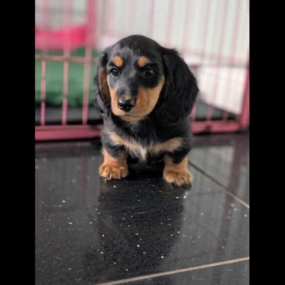 Dachshund (Standard &amp; Miniature) - Both