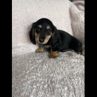 Dachshund (Standard &amp; Miniature) - Both