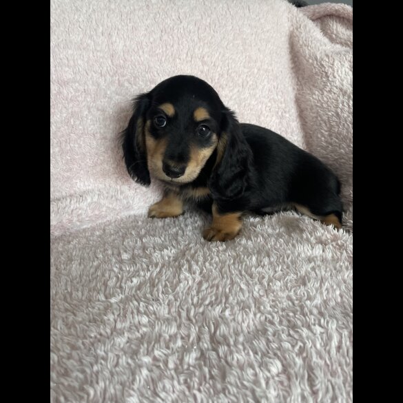 Dachshund (Standard &amp; Miniature) - Both