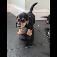 Dachshund (Standard &amp; Miniature) - Both