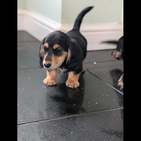 Dachshund (Standard &amp; Miniature) - Both