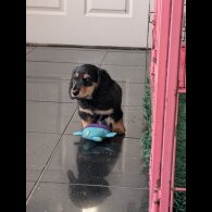 Dachshund (Standard &amp; Miniature) - Both