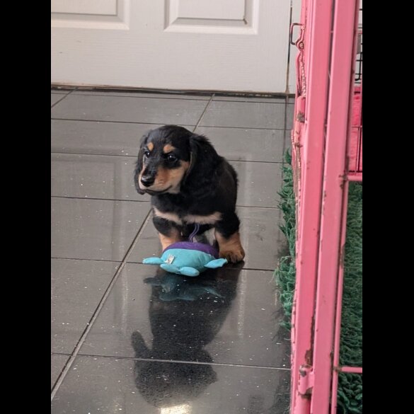 Dachshund (Standard &amp; Miniature) - Both