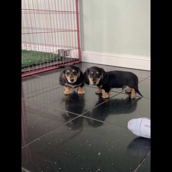 Dachshund (Standard &amp; Miniature) - Both