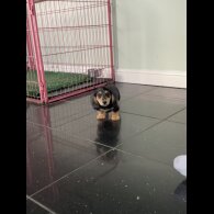 Dachshund (Standard &amp; Miniature) - Both