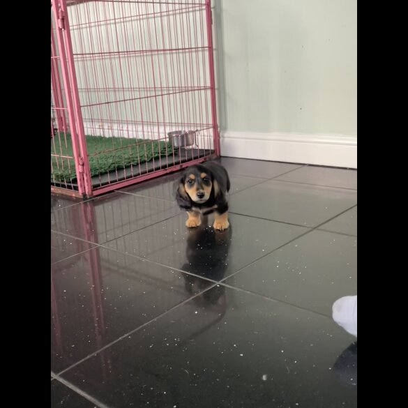 Dachshund (Standard &amp; Miniature) - Both