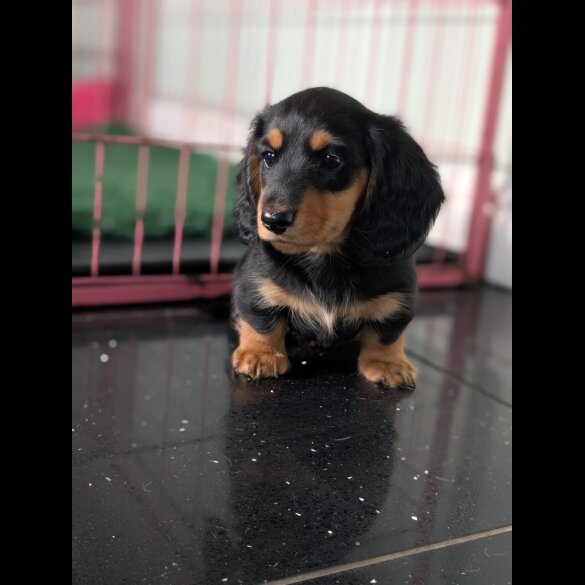 Dachshund (Standard &amp; Miniature) - Both