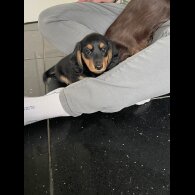 Dachshund (Standard &amp; Miniature) - Both