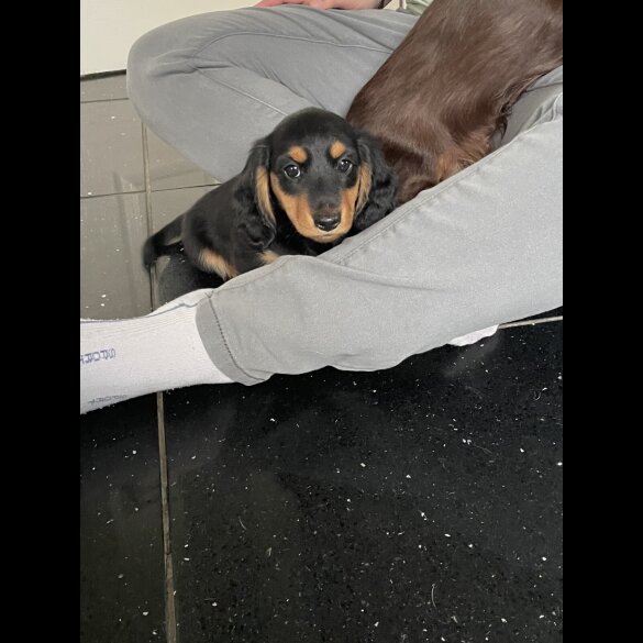 Dachshund (Standard &amp; Miniature) - Both