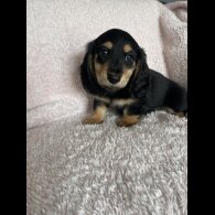 Dachshund (Standard &amp; Miniature) - Both