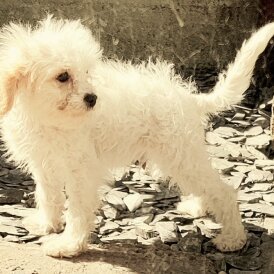 Cavapoo - Dogs