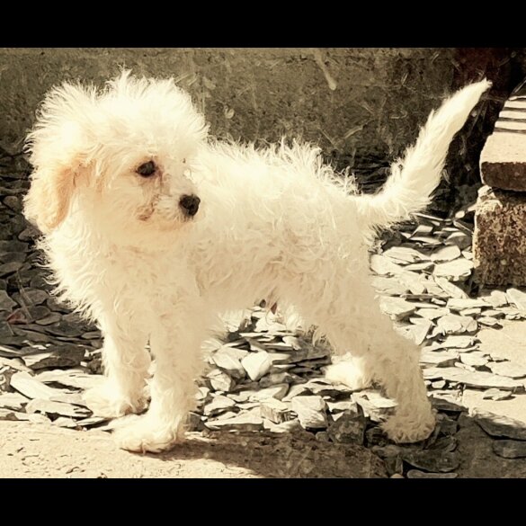 Cavapoo - Dogs