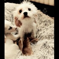 Cavapoo - Dogs
