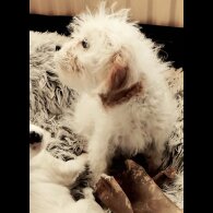 Cavapoo - Dogs