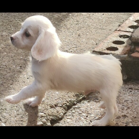 Cavapoo - Dogs
