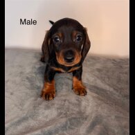 Dachshund (Standard &amp; Miniature) - Both