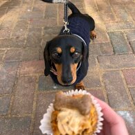 Dachshund (Standard &amp; Miniature) - Both