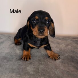 Dachshund (Standard &amp; Miniature) - Dogs