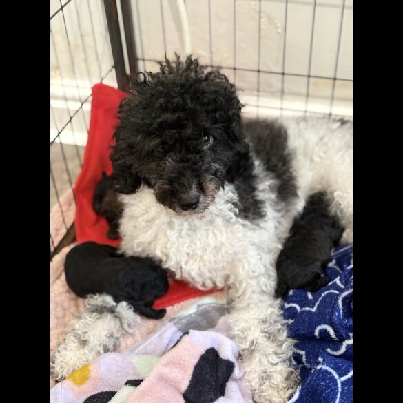 Miniature Poodle - Both