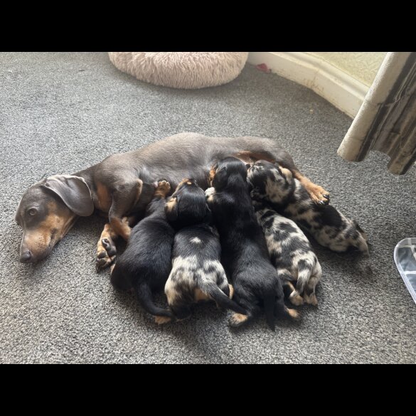 Dachshund (Standard &amp; Miniature) - Both