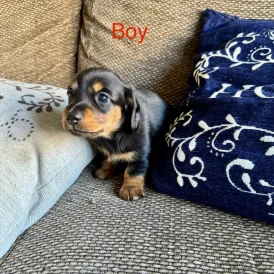 Dachshund (Standard &amp; Miniature) - Both