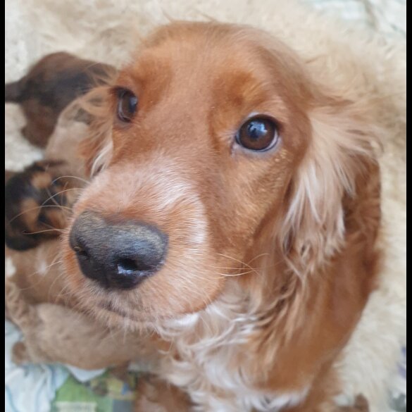 Cockapoo - Both