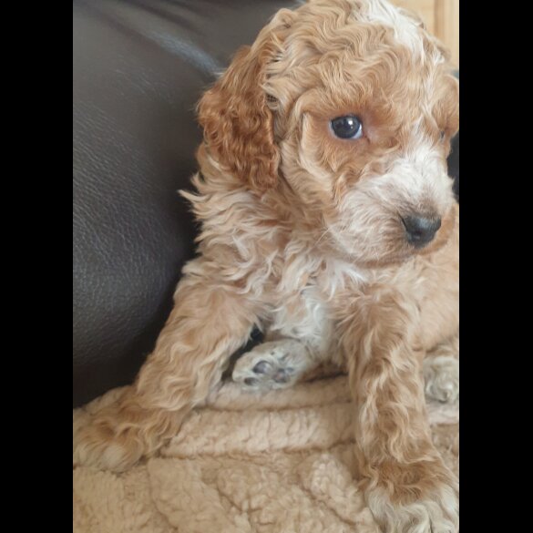 Cockapoo - Both