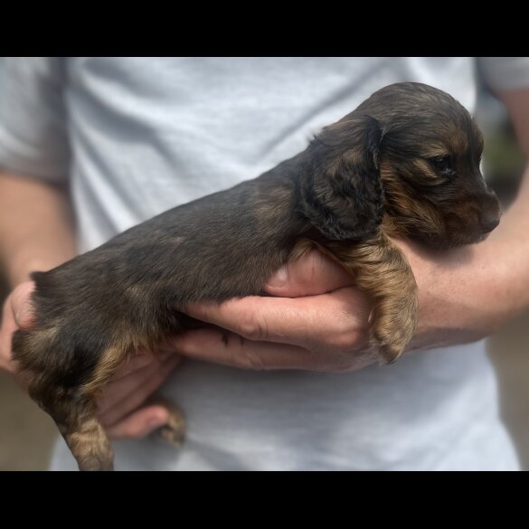 Dachshund (Standard &amp; Miniature) - Both