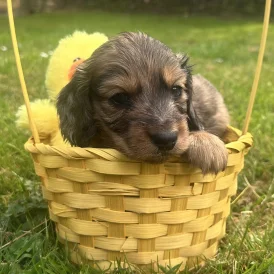 Dachshund (Standard &amp; Miniature) - Both