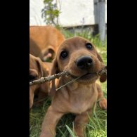 Dachshund (Standard &amp; Miniature) - Both