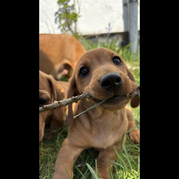 Dachshund (Standard &amp; Miniature) - Both