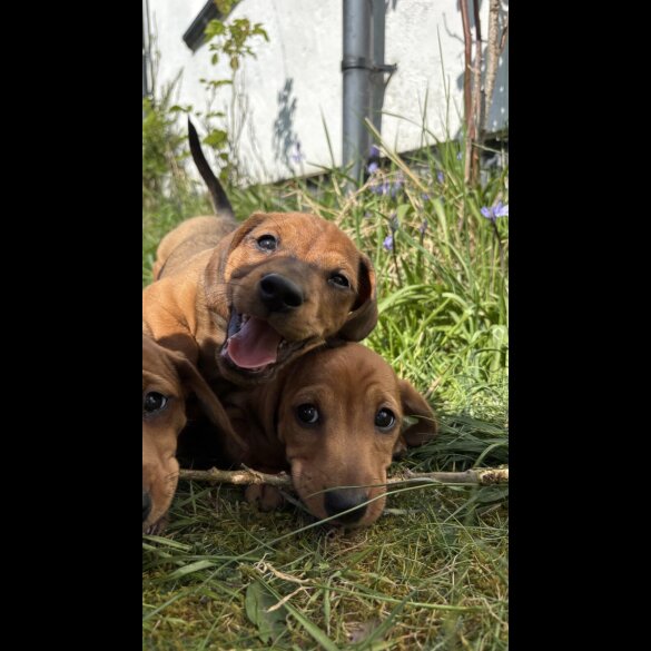 Dachshund (Standard &amp; Miniature) - Both