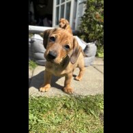 Dachshund (Standard &amp; Miniature) - Both