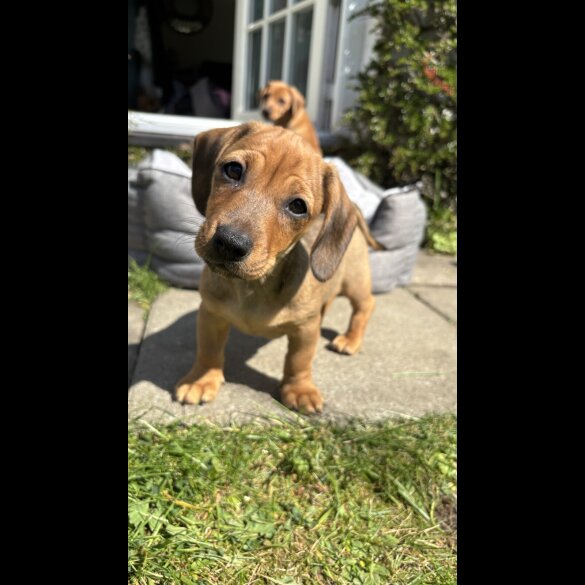 Dachshund (Standard &amp; Miniature) - Both