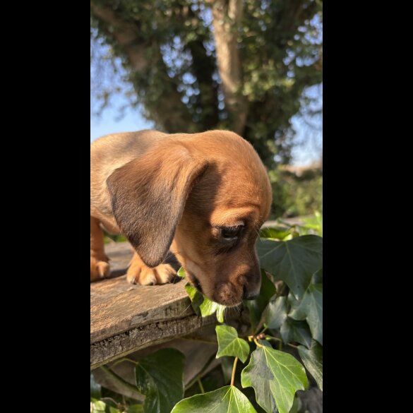 Dachshund (Standard &amp; Miniature) - Both
