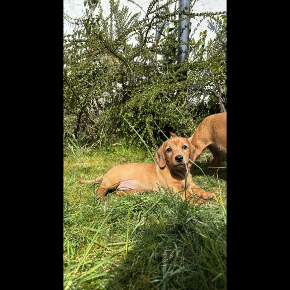 Dachshund (Standard &amp; Miniature) - Both