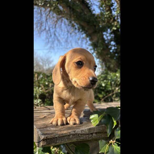 Dachshund (Standard &amp; Miniature) - Both
