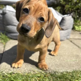 Dachshund (Standard &amp; Miniature) - Both