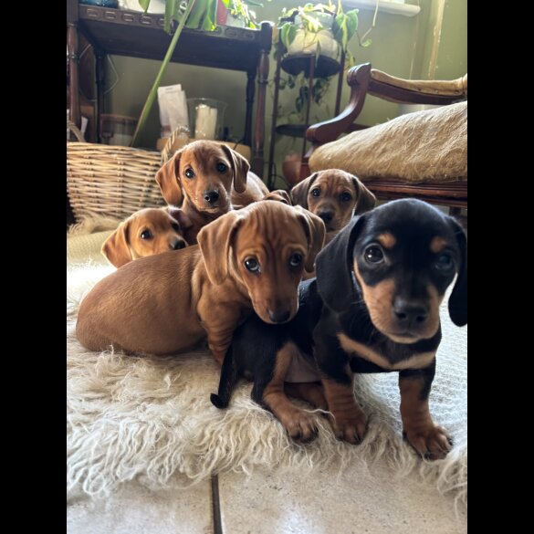 Dachshund (Standard &amp; Miniature) - Both