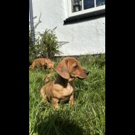 Dachshund (Standard &amp; Miniature) - Both