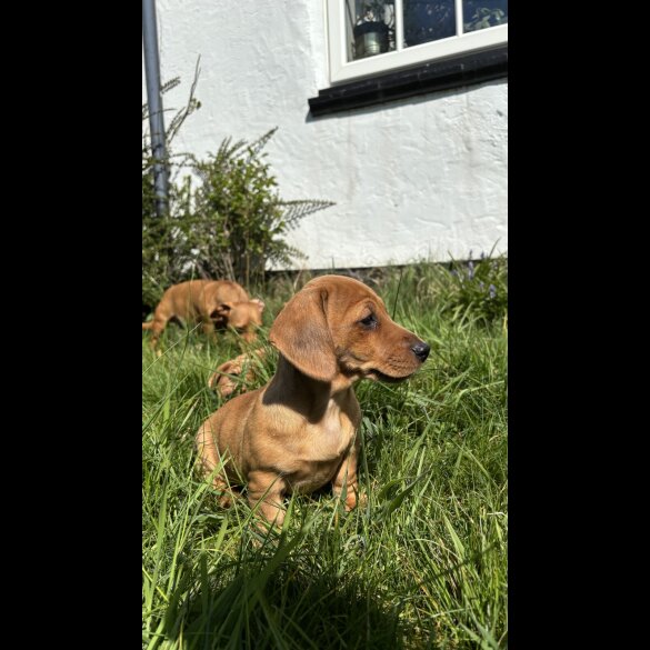 Dachshund (Standard &amp; Miniature) - Both