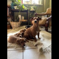 Dachshund (Standard &amp; Miniature) - Both