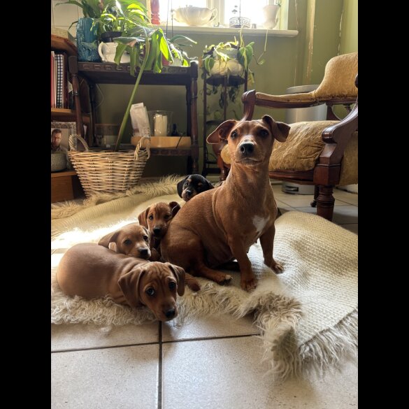 Dachshund (Standard &amp; Miniature) - Both
