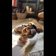 Dachshund (Standard &amp; Miniature) - Both