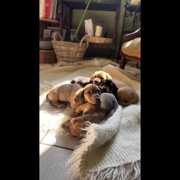 Dachshund (Standard &amp; Miniature) - Both