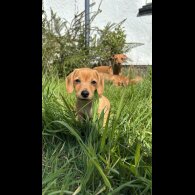 Dachshund (Standard &amp; Miniature) - Both